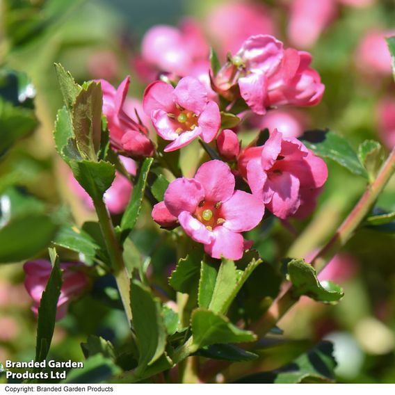 Escallonia 'Apple Blossom'