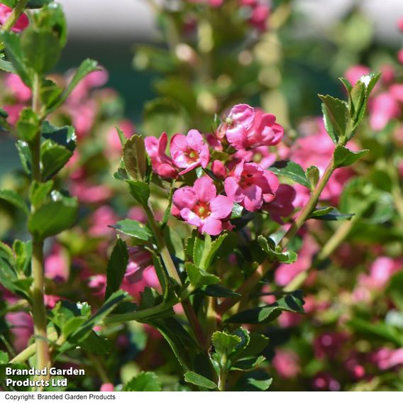 Escallonia 'Apple Blossom'