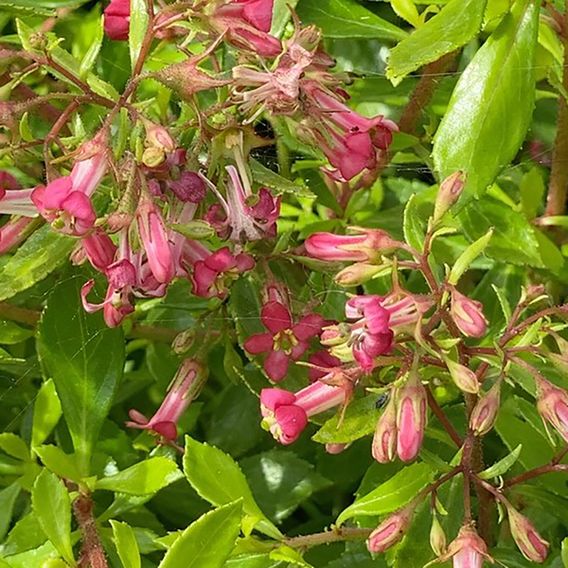 Escallonia mutis 'Golden Carpet'