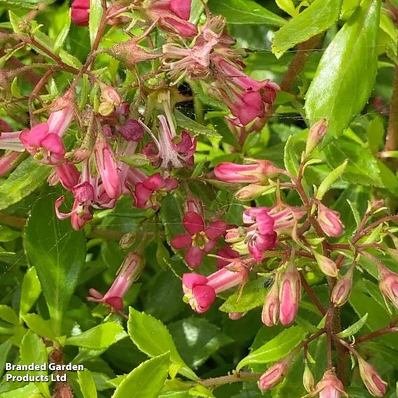 Escallonia mutis 'Golden Carpet'