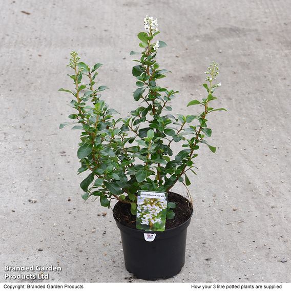 Escallonia 'Iveyi'