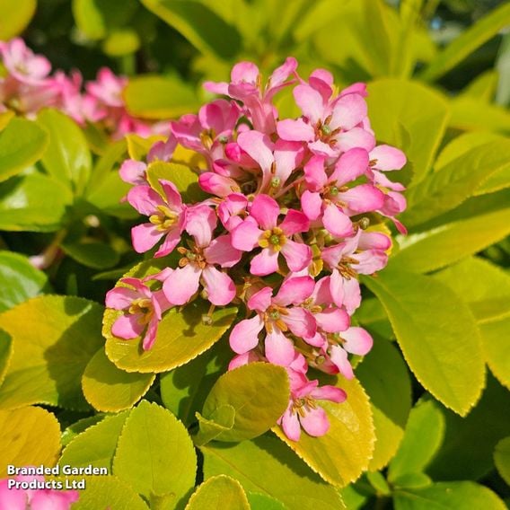 Escallonia laevis 'Pink Lemon'