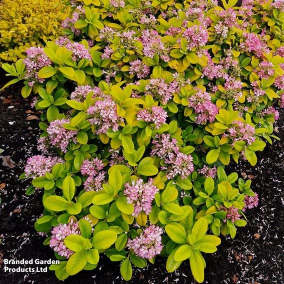Escallonia laevis 'Pink Lemon'