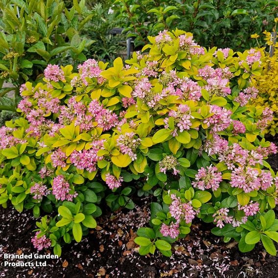 Escallonia laevis 'Pink Lemon'