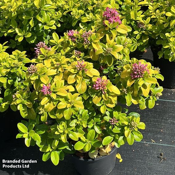 Escallonia laevis 'Pink Lemon'