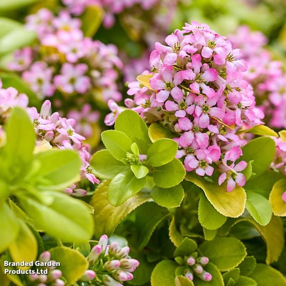 Escallonia laevis 'Pink Lemon'