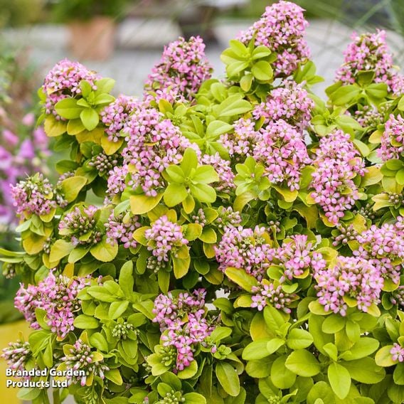 Escallonia laevis 'Pink Lemon'