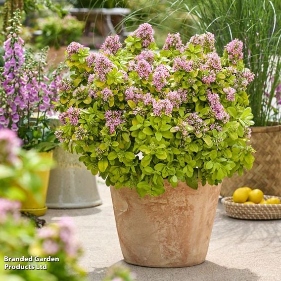 Escallonia laevis 'Pink Lemon'