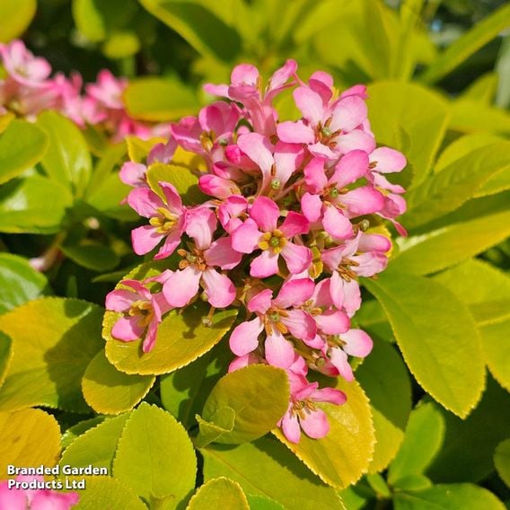 Escallonia laevis 'Pink Lemon'