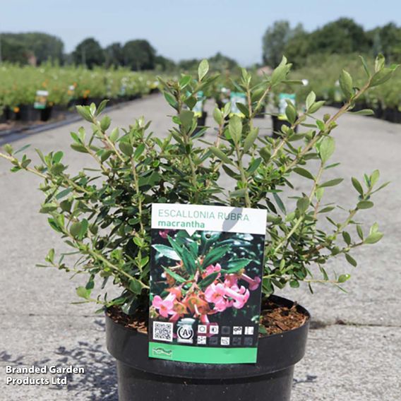 Escallonia rubra 'Macrantha'