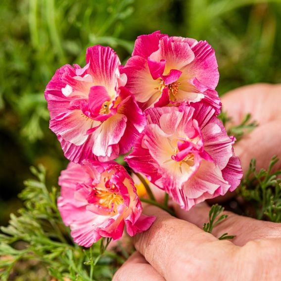 Eschscholzia 'Frilly Fun Appleblossom' - Seeds