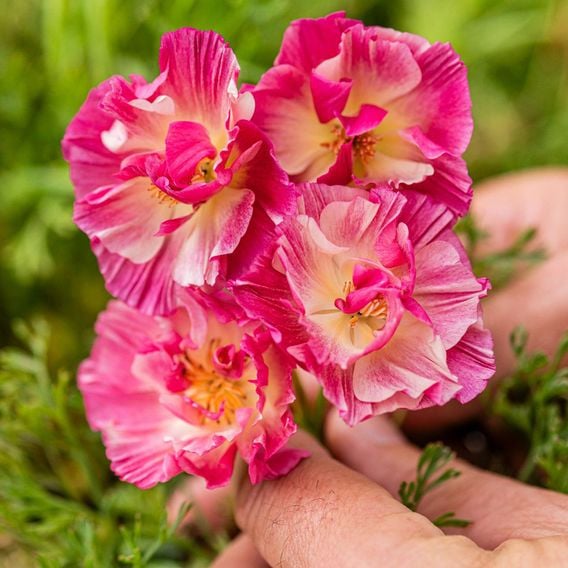Eschscholzia 'Frilly Fun Appleblossom' - Seeds