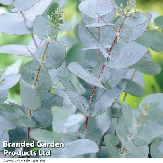 Eucalyptus pulverulenta 'Baby Blue'
