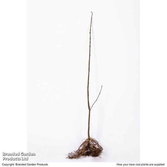 Spindle (Hedging)