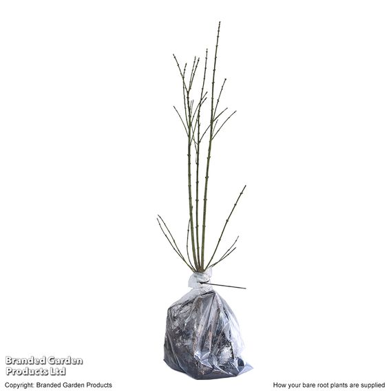Spindle (Hedging)