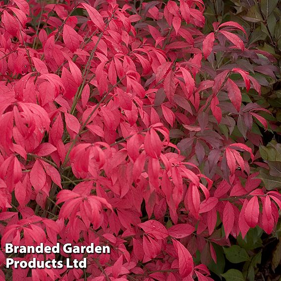 Euonymus alatus 'Unforgettable Fire'