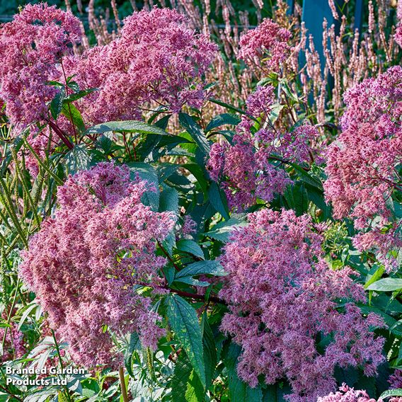 Eupatorium Fistulosum 'Atropurpureum'