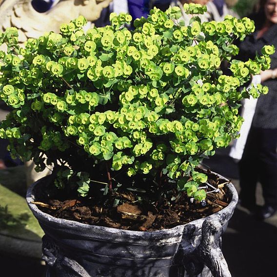 Euphorbia amygdaloides 'Purpurea'