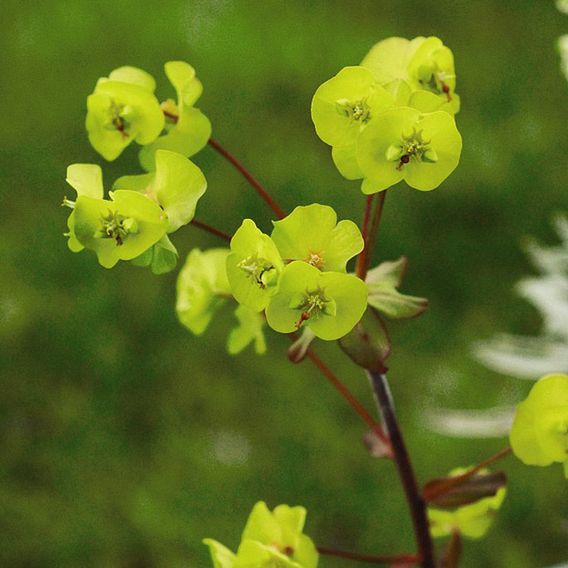 Euphorbia amygdaloides 'Purpurea'