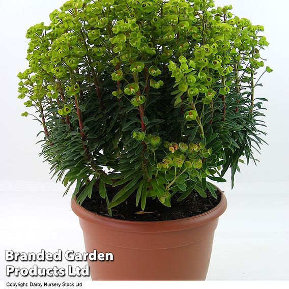 Euphorbia x martini 'Baby Charm'