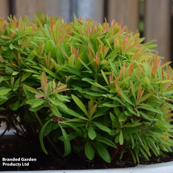 Euphorbia x martinii 'Little Treasure'