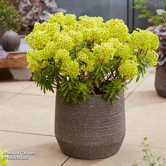 Euphorbia x martinii 'Little Treasure'