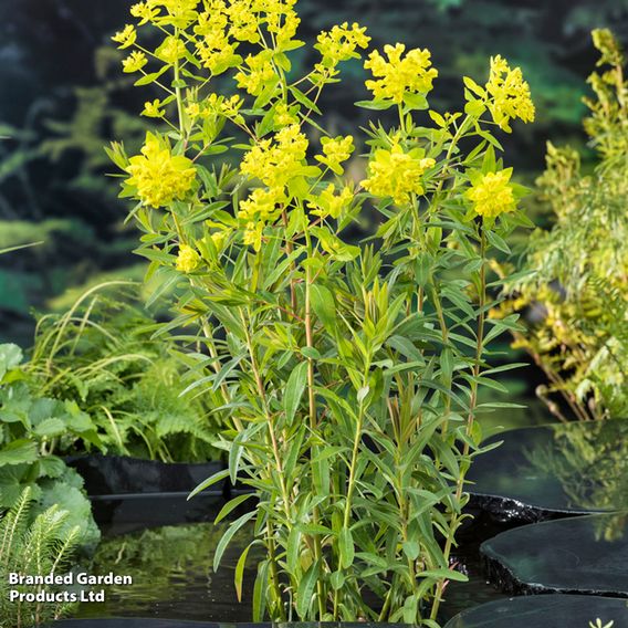 Euphorbia palustris (Marginal Aquatic)