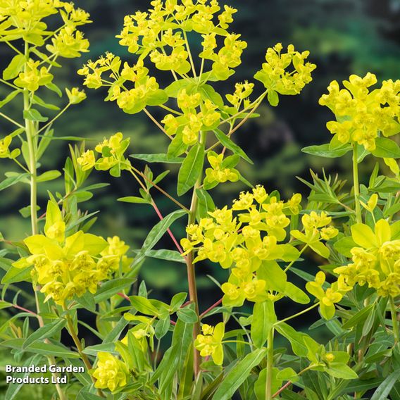 Euphorbia palustris (Marginal Aquatic)
