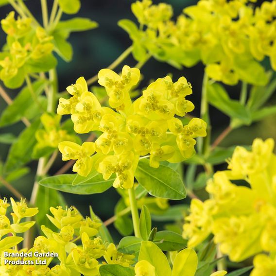 Euphorbia palustris (Marginal Aquatic)