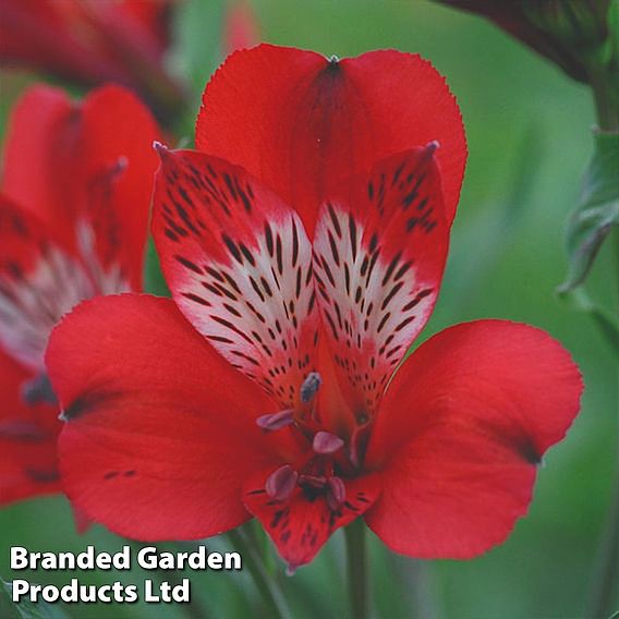 Alstroemeria 'Nirvana'