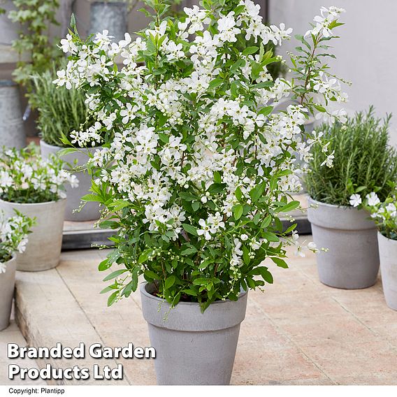 Exochorda 'Blushing Pearl'