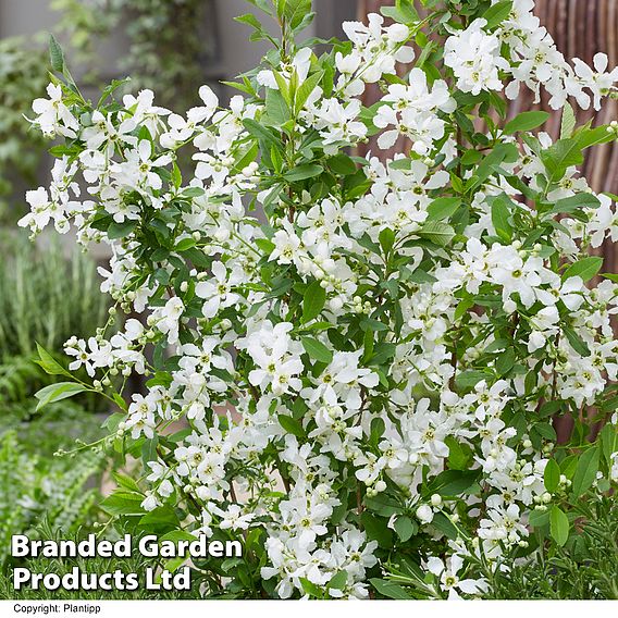 Exochorda 'Blushing Pearl'