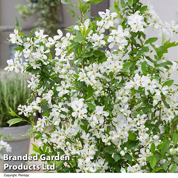 Exochorda 'Blushing Pearl'