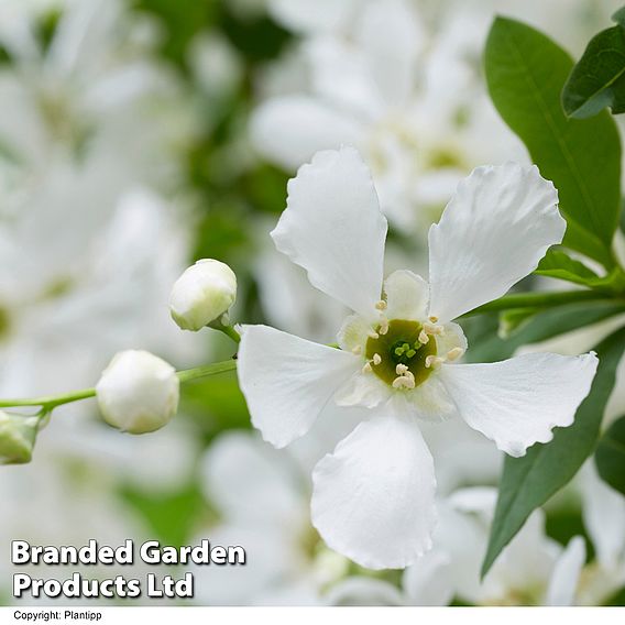 Exochorda 'Blushing Pearl'