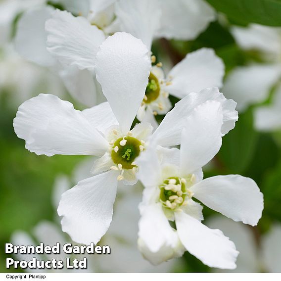 Exochorda 'Blushing Pearl'