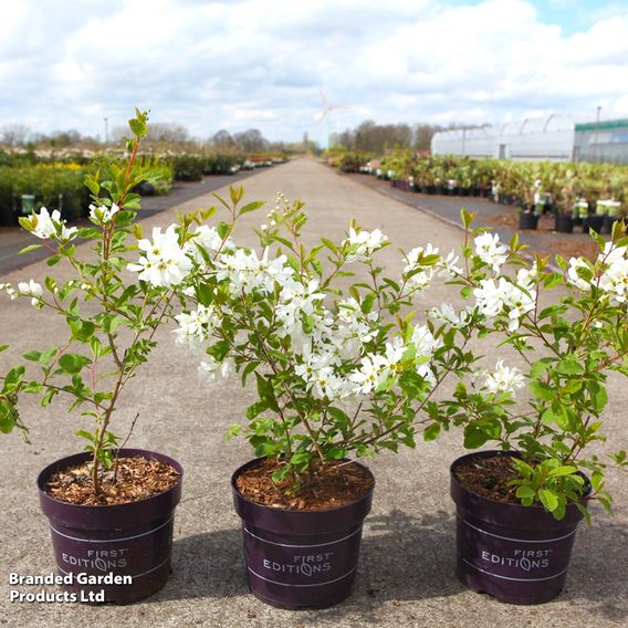 Exochorda x macrantha 'Lotus Moon'