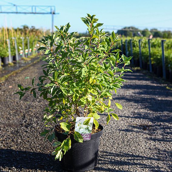 Exochorda x macrantha 'Lotus Moon'