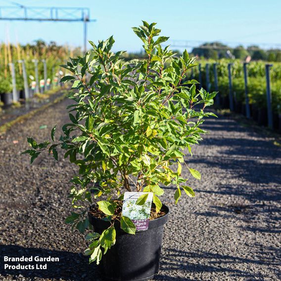 Exochorda x macrantha 'Lotus Moon'