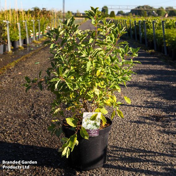 Exochorda x macrantha 'Lotus Moon'