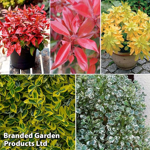 Evergreen Patio Shrub Collection