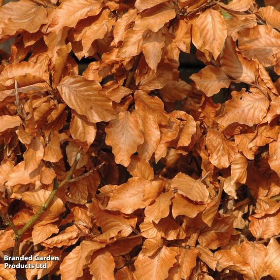 Copper Beech (Mature Tree)