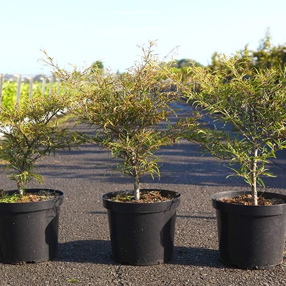 Green Beech 'Mercedes'