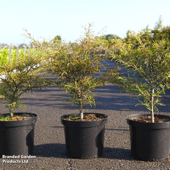 Green Beech 'Mercedes'