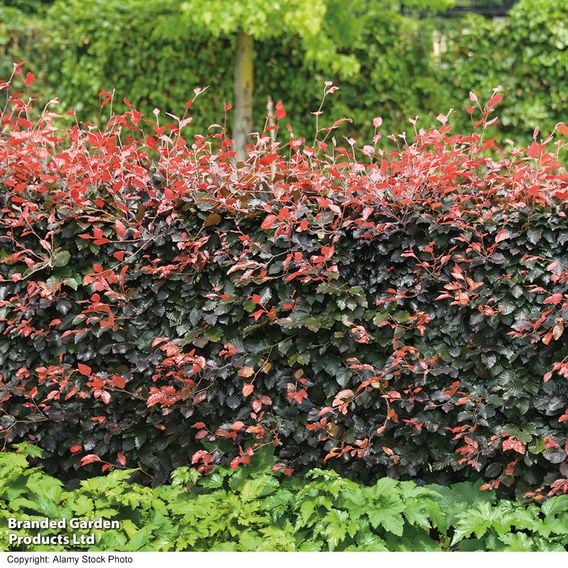 Copper Beech (Mature Tree)