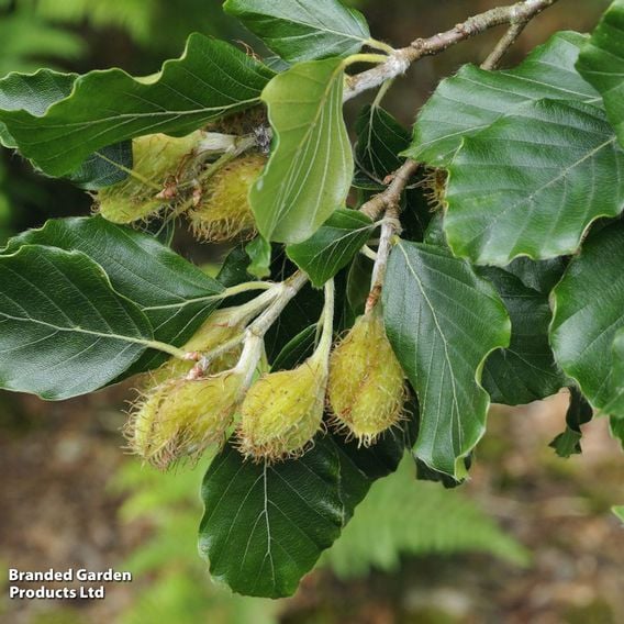 Green Beech (Mature Tree)