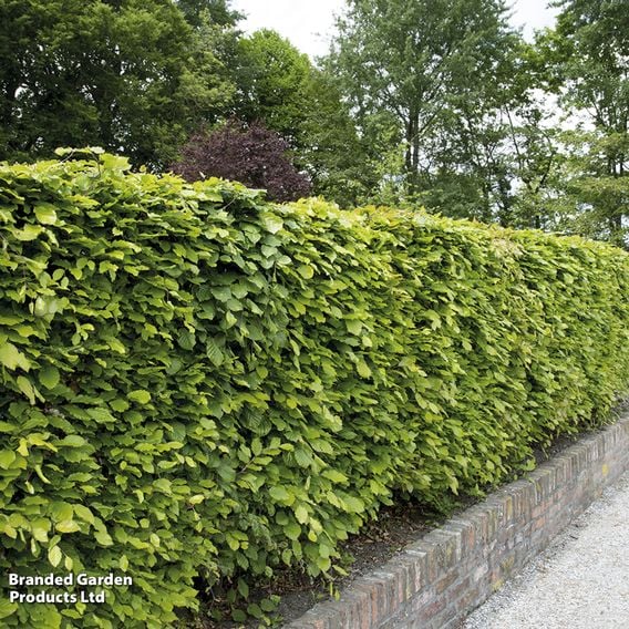 Green Beech (Mature Tree)