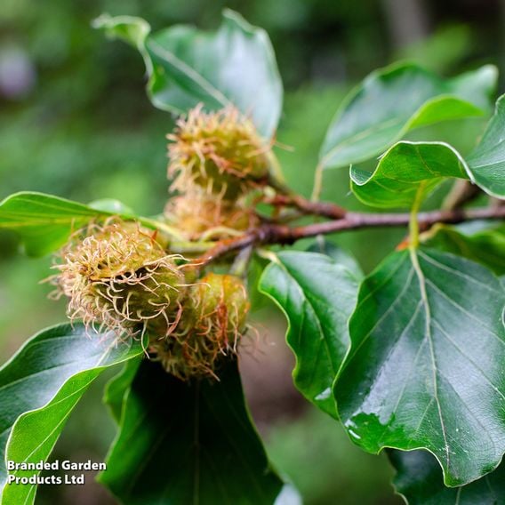 Green Beech (Mature Tree)