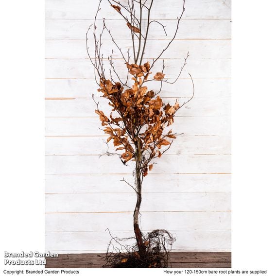 Green Beech (Hedging)