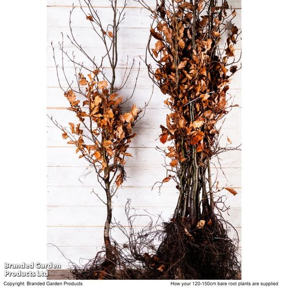 Green Beech (Hedging)