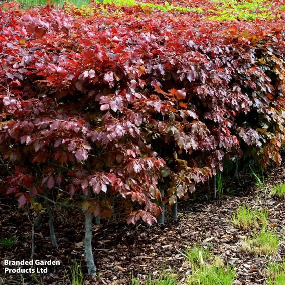 Copper Beech (Mature Tree)